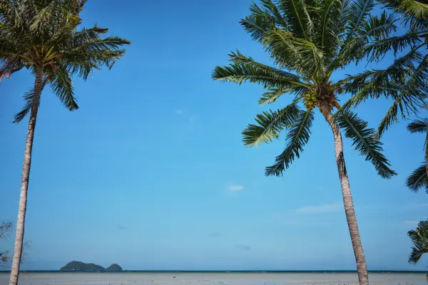 Blue sky and palms on Koh Phangan